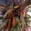 Tropical plant with reddish-purple leaves