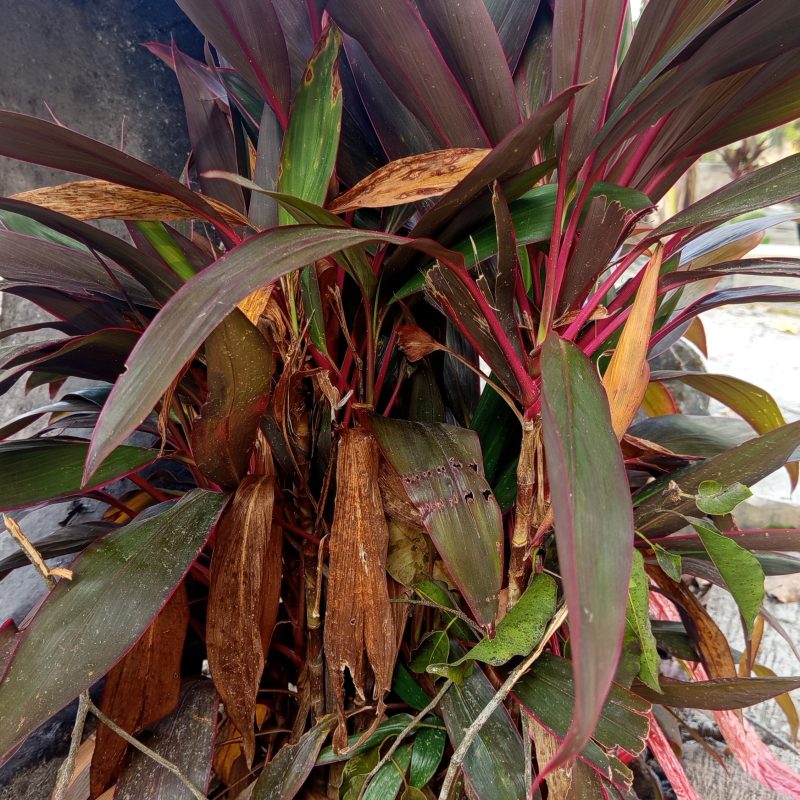 Tropical plant with reddish-purple leaves