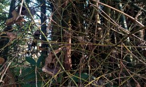 Twigs and leaves entangle in dense forest undergrowth
