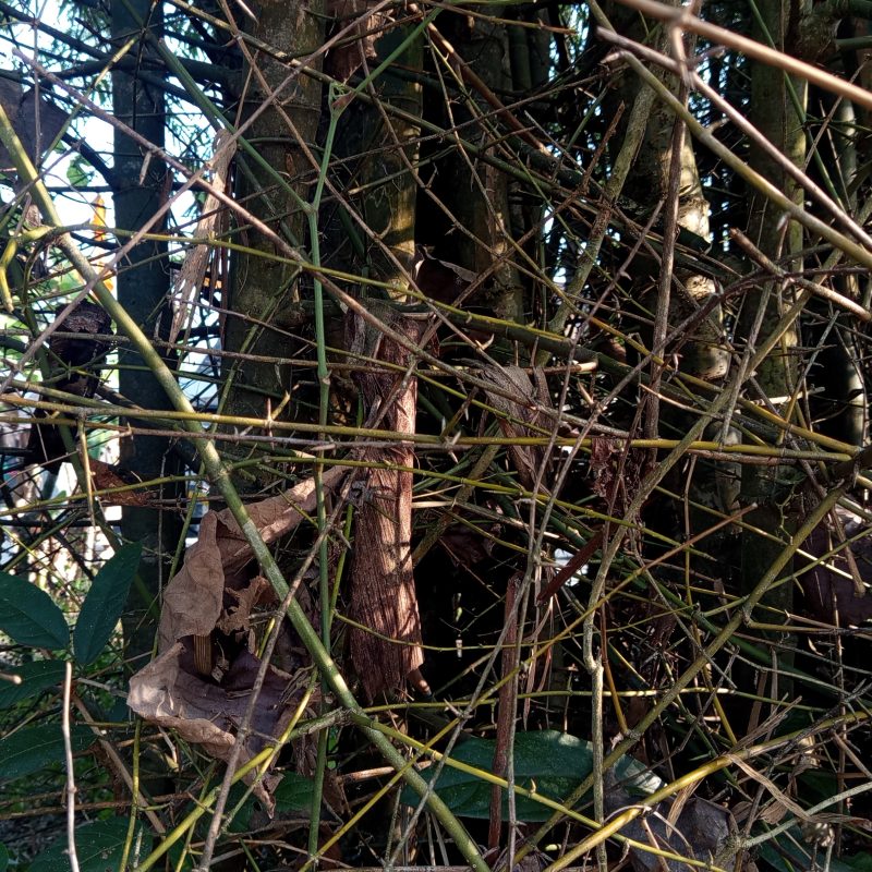 Twigs and leaves entangle in dense forest undergrowth