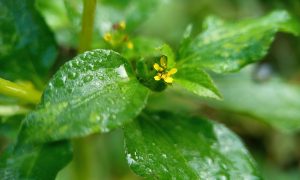 Fresh green leaves glisten with dewdrops