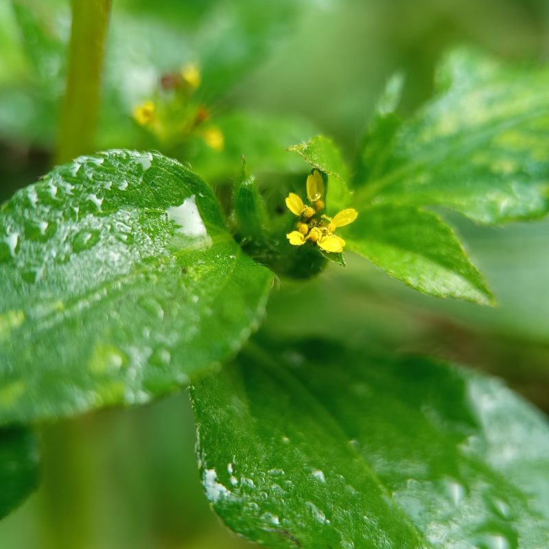 Fresh green leaves glisten with dewdrops