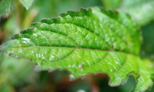 Fresh green leaf glisters with dew