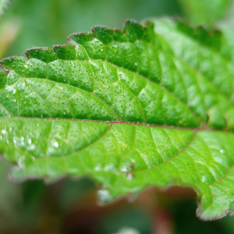Fresh green leaf glisters with dew