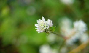 White flower blooms softly against blurred green background