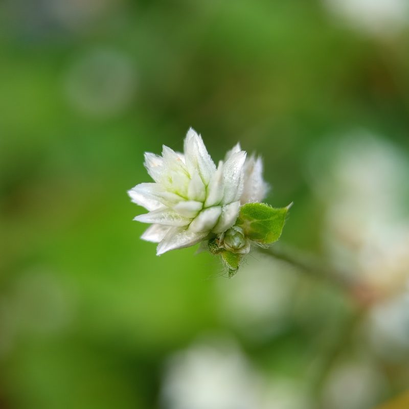 White flower blooms softly against blurred green background