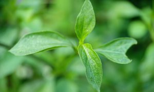 Fresh green leaves emerge from a plant cluster
