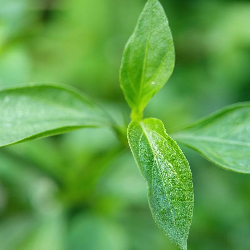 Fresh green leaves emerge from a plant cluster