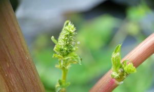 Fresh green plant with budding stems and reddish stalks