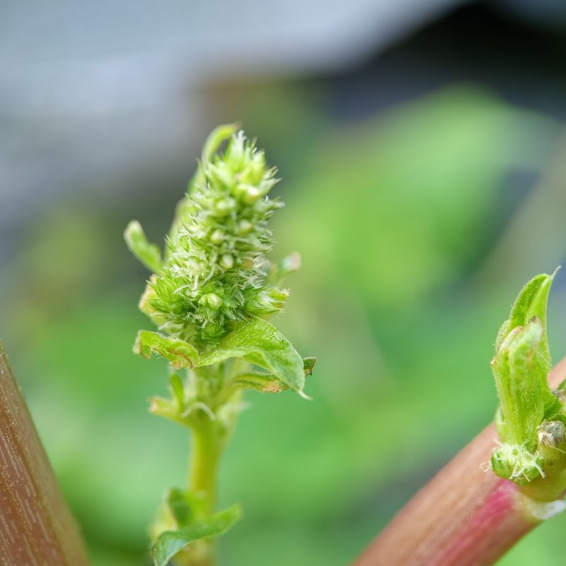Fresh green plant with budding stems and reddish stalks