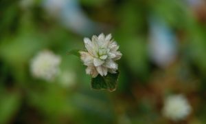 Soft white bloom against blurred green background