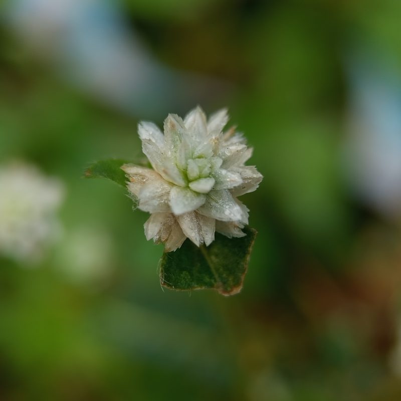 Soft white bloom against blurred green background