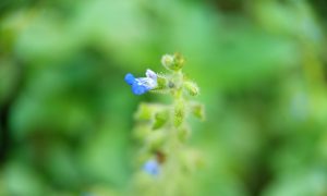 Tiny blue flowers bloom against soft green stems