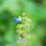 Tiny blue flowers bloom against soft green stems