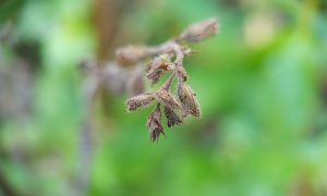 Brown seed pods hang from a plant branch