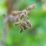 Brown seed pods hang from a plant branch
