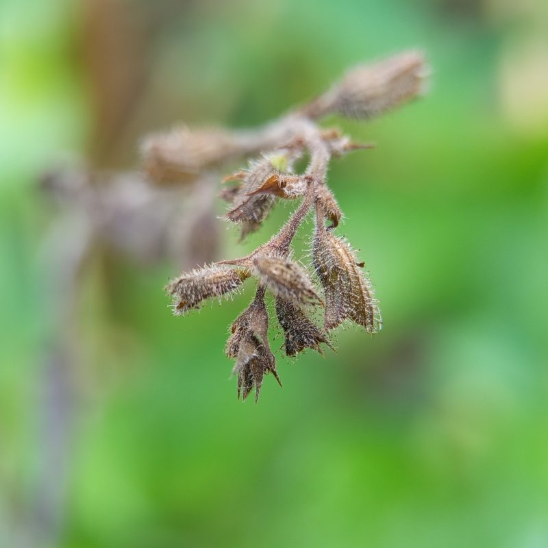 Brown seed pods hang from a plant branch