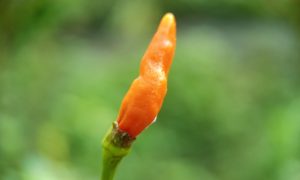 Single orange chili pepper, unripe, stands upright