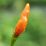 Single orange chili pepper, unripe, stands upright