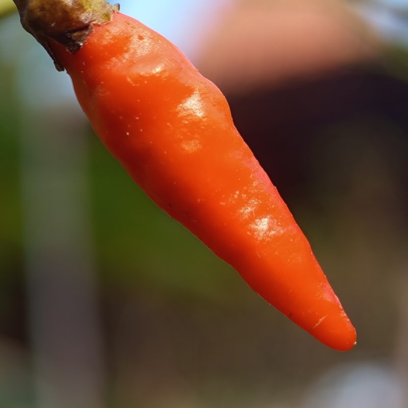 Ripe red chili hangs from plant stem