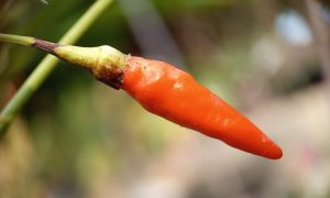 Single red chili pepper hangs from green stem