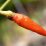Single red chili pepper hangs from green stem