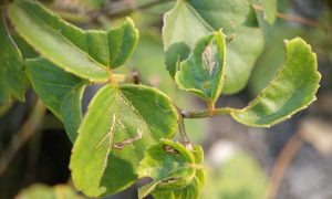 Green leaves with small holes and edges curled slightly