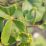 Green leaves with small holes and edges curled slightly