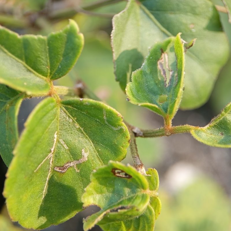 Green leaves with small holes and edges curled slightly