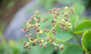 Delicate green stems hold tiny buds and dried flowers