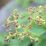 Delicate green stems hold tiny buds and dried flowers