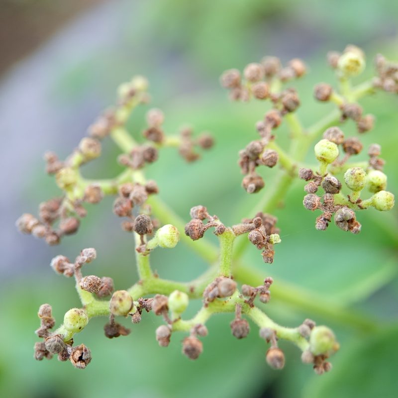 Delicate green stems hold tiny buds and dried flowers