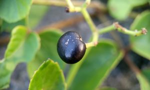 Single dark berry hangs from leafy vine