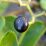 Single dark berry hangs from leafy vine