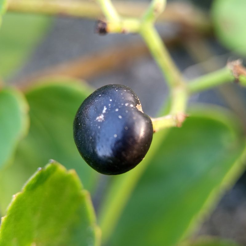 Single dark berry hangs from leafy vine