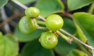 IMG_20260623_075601 Bright green berries cluster on a leafy vine