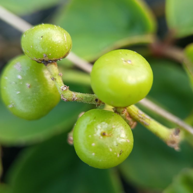 Bright green berries cluster on a leafy vine