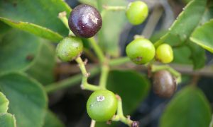 IMG_20260623_075621 Ripe and green berries cluster among glossy leaves
