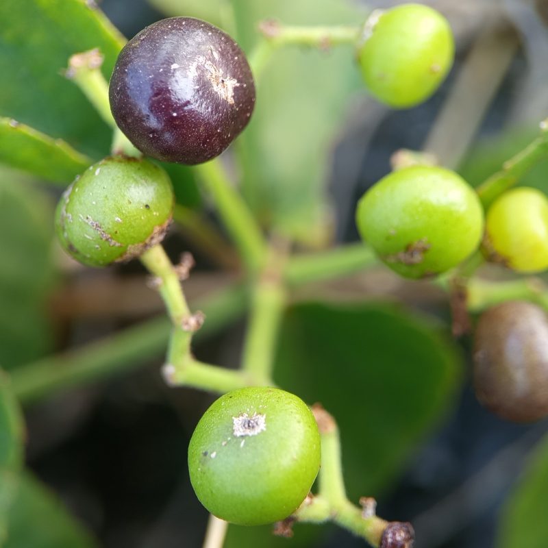 Ripe and green berries cluster among glossy leaves