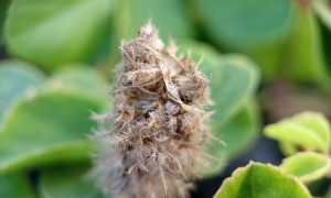 Fuzzy brown flower head against green foliage