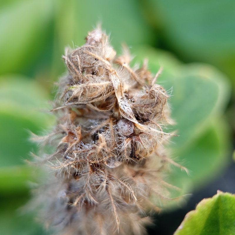 Fuzzy brown flower head against green foliage
