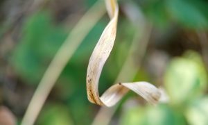 Single dried leaf curls gently against a blurred green backdrop
