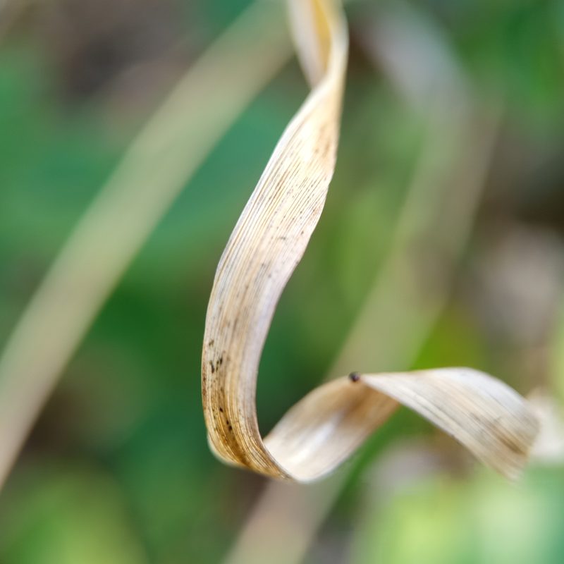 Single dried leaf curls gently against a blurred green backdrop