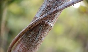 Twisted vine wraps tightly around a weathered tree trunk