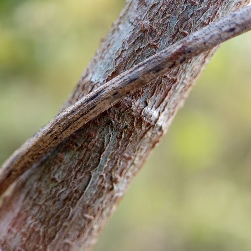 Twisted vine wraps tightly around a weathered tree trunk