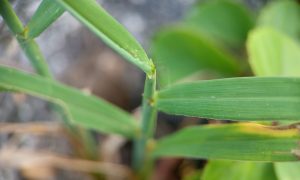 Close-up of green grass blades