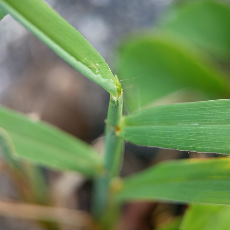 Close-up of green grass blades