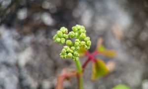 IMG_20260623_075951 Tiny green buds cluster atop a slender stem