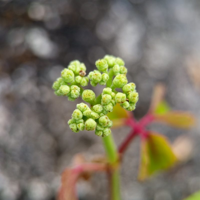 Tiny green buds cluster atop a slender stem