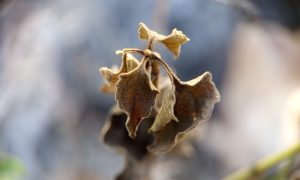 Dry, brittle leaves cling to a slender stem